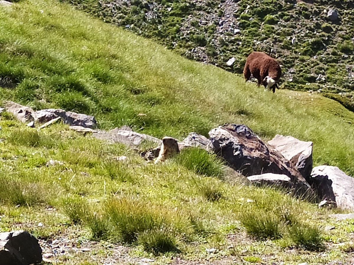 Murmeltier und Schaf